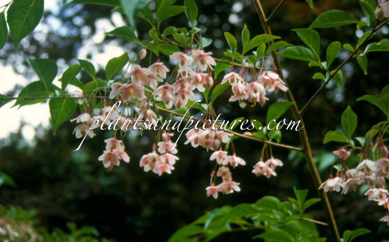 Styrax japonicus Benibana Group