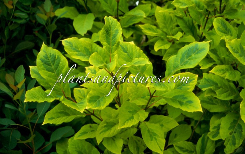 Syringa emodii ‘Aureovariegata’