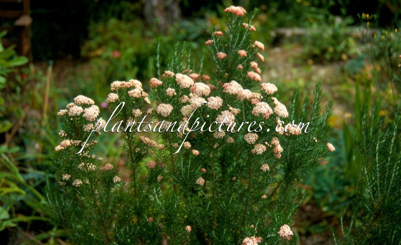 Ozothamnus rosmarinifolius