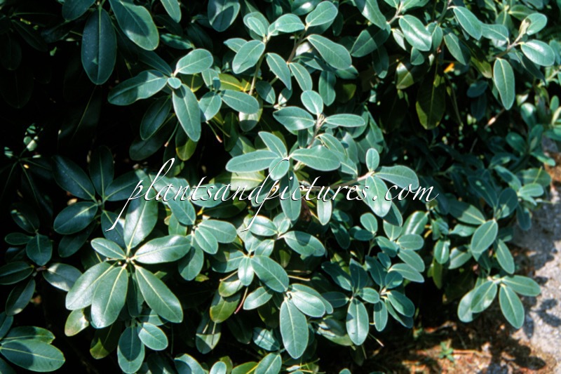 Rhododendron xanthocodon