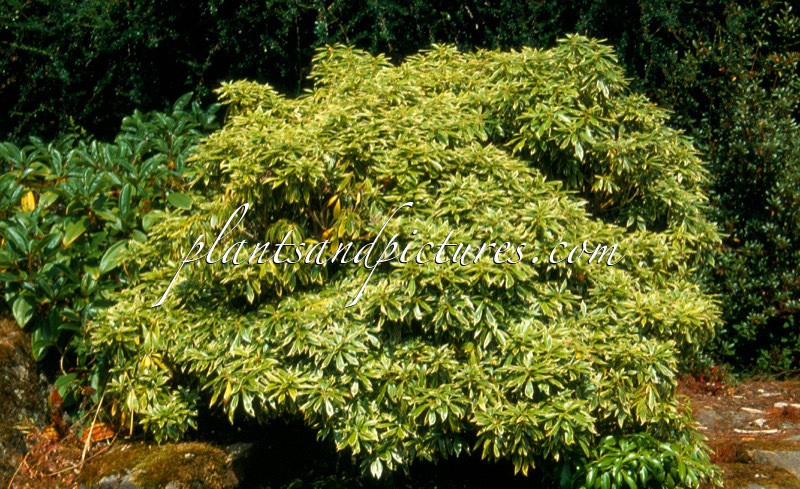 Pieris japonica ‘White Rim’