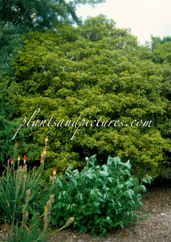Osmanthus heterophyllus ‘Aureomarginatus’
