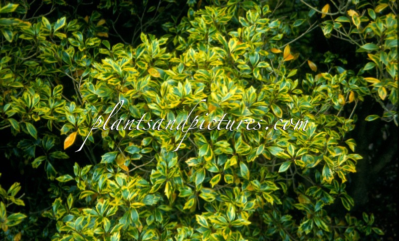 Osmanthus heterophyllus ‘Aureomarginatus’
