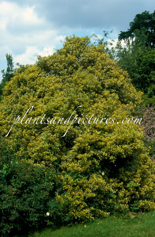 Osmanthus heterophyllus ‘Variegatus’