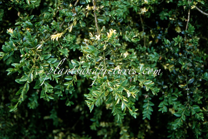 Buxus sempervirens ‘Aurea Pendula’