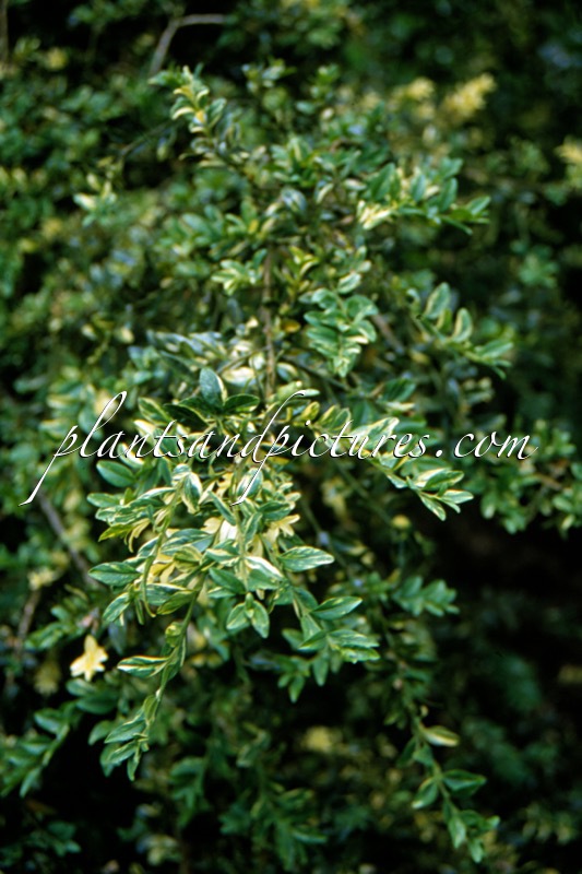 Buxus sempervirens ‘Aurea Pendula’