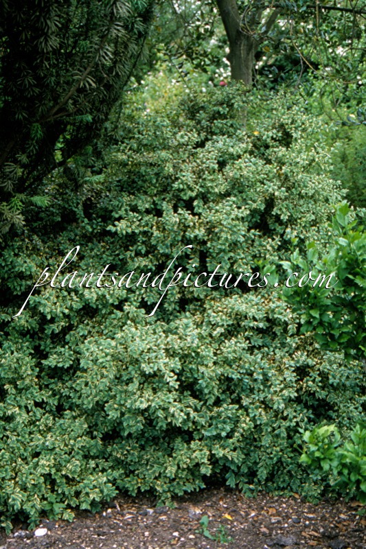 Buxus sempervirens ‘Argenteovariegata’