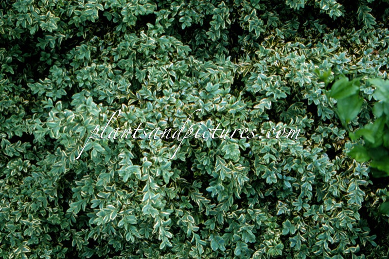 Buxus sempervirens ‘Argenteovariegata’