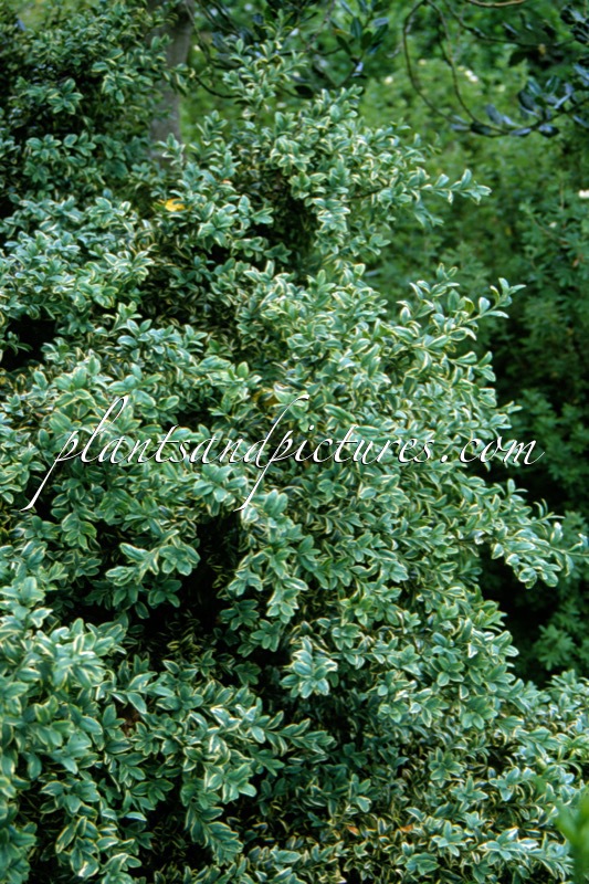 Buxus sempervirens ‘Argenteovariegata’