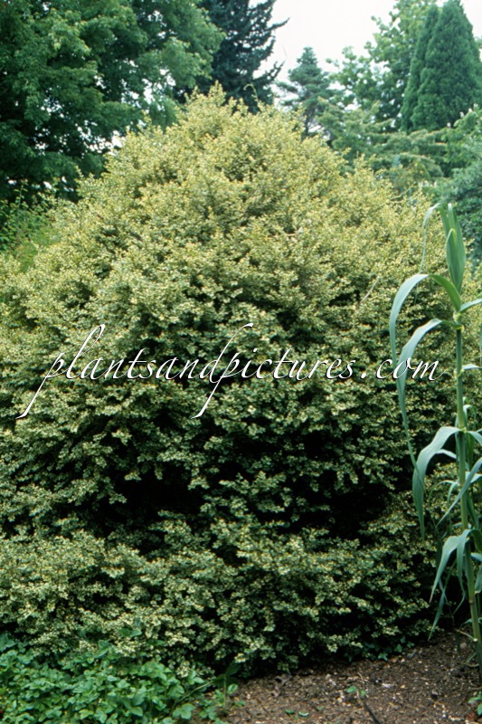 Buxus sempervirens ‘Elegantissima’
