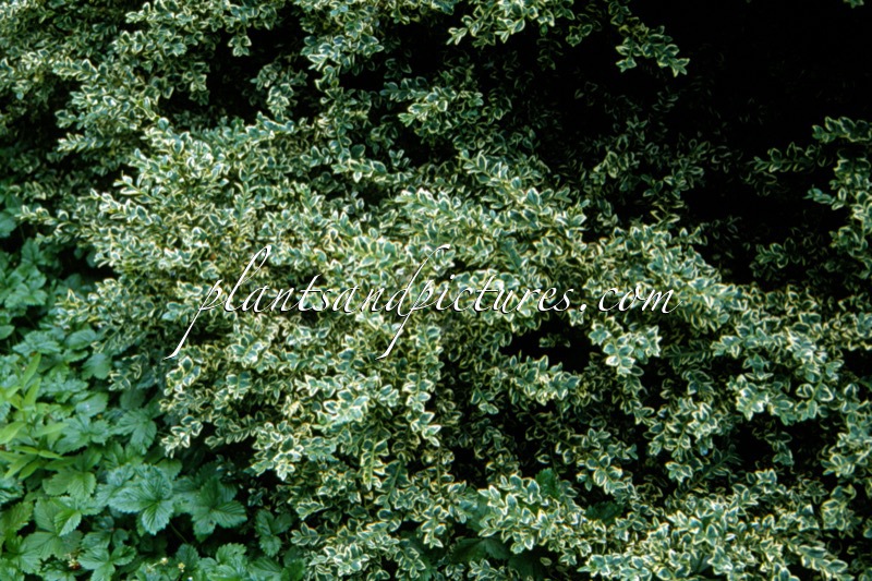 Buxus sempervirens ‘Elegantissima’
