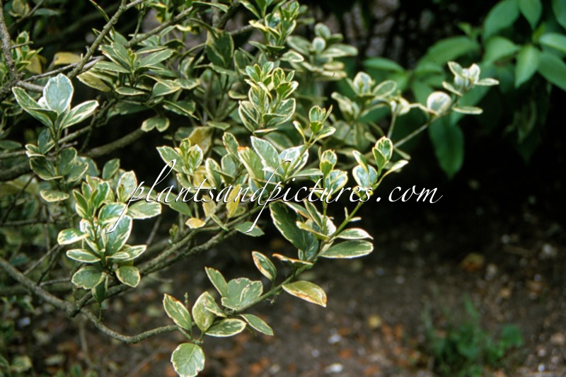 Osmanthus fortunei ‘Aureovariegata’