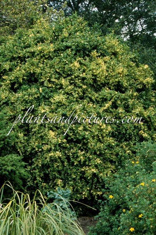 Buxus sempervirens ‘Aureovariegata’