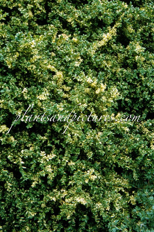 Buxus sempervirens ‘Aureovariegata’