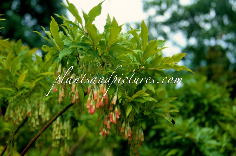 Vaccinium cylindraceum