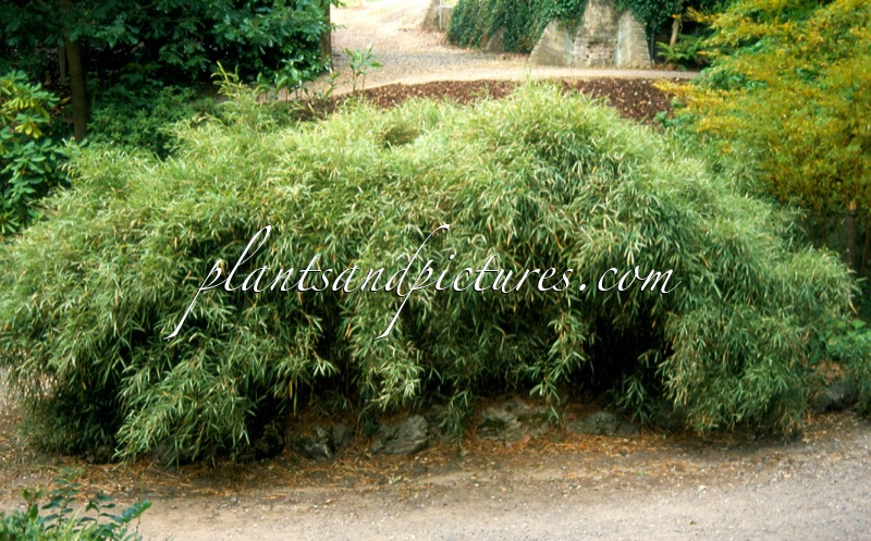 Pleioblastus chino ‘Elegantissimus’