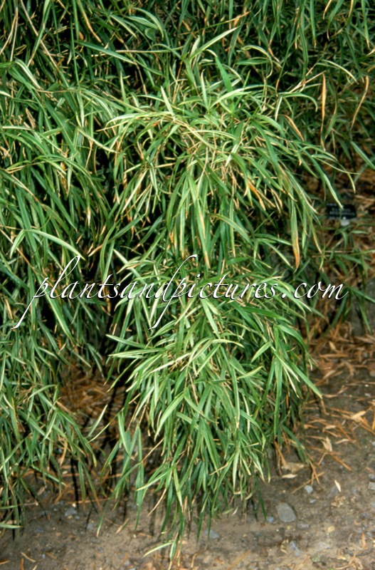 Pleioblastus chino ‘Elegantissimus’