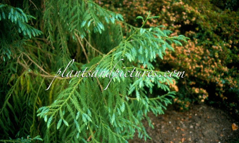 Taiwania cryptomerioides