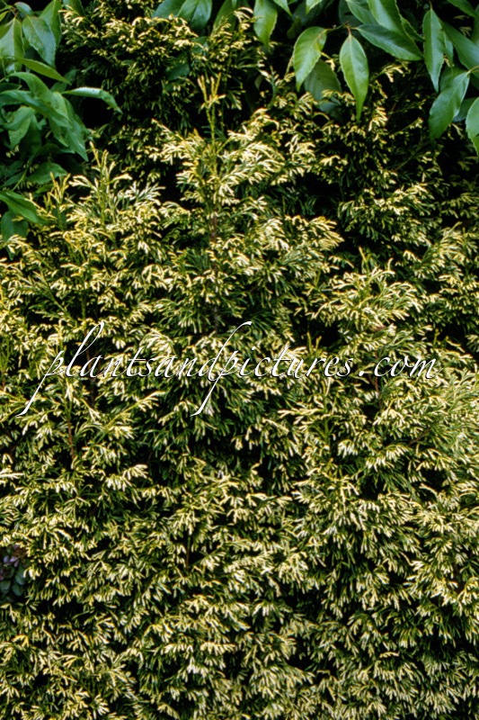 Thuja plicata ‘Cuprea’