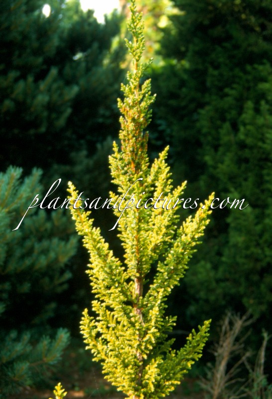 Pilgerodendron uviferum