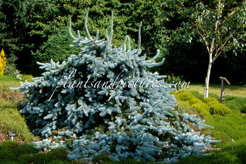 Picea pungens ‘Pendula’