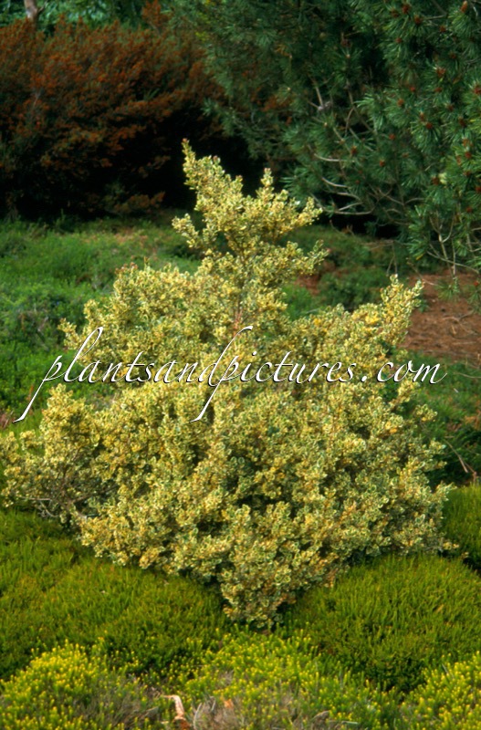 Luma apiculata ‘Glanleam Gold’