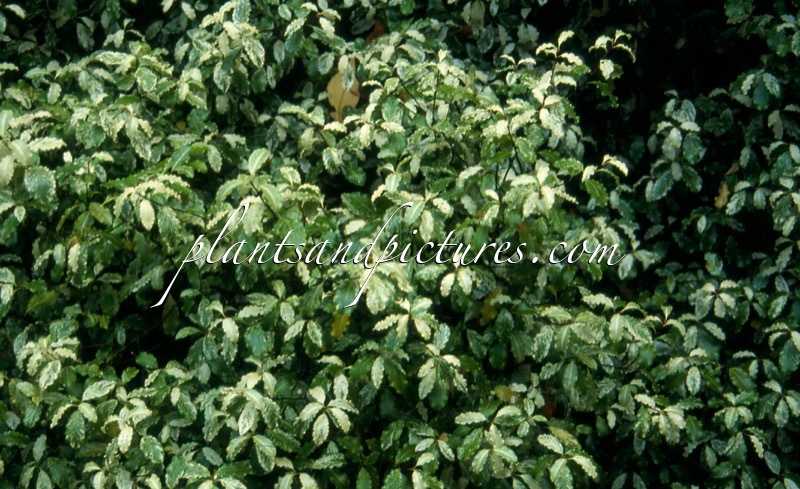 Pittosporum tenuifolium ‘Irene Paterson’