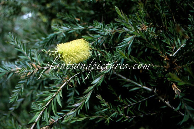Callistemon viridiflorus