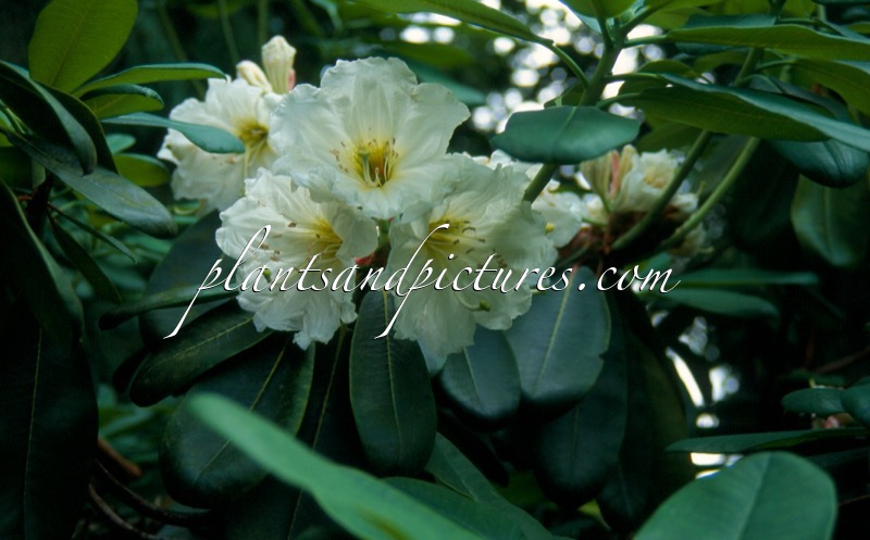 Rhododendron sphaeroblastum