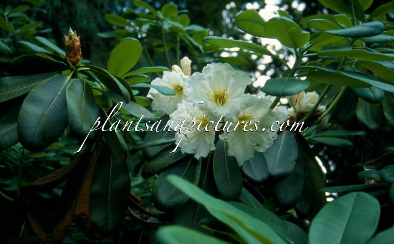 Rhododendron sphaeroblastum