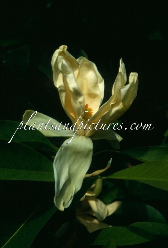 Magnolia thompsoniana
