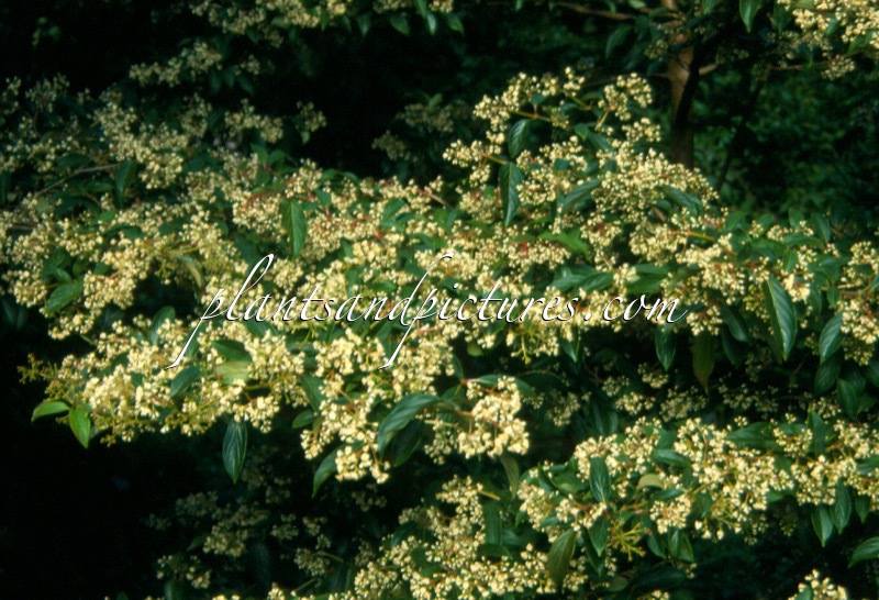 Viburnum hillieri ‘Winton’