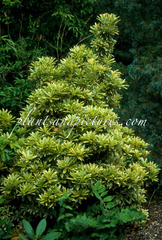 Pieris ‘Robinswood’