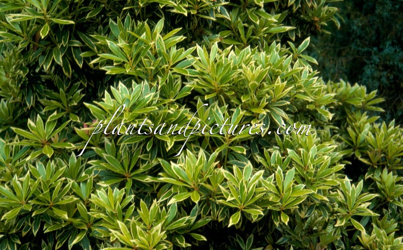 Pieris ‘Robinswood’