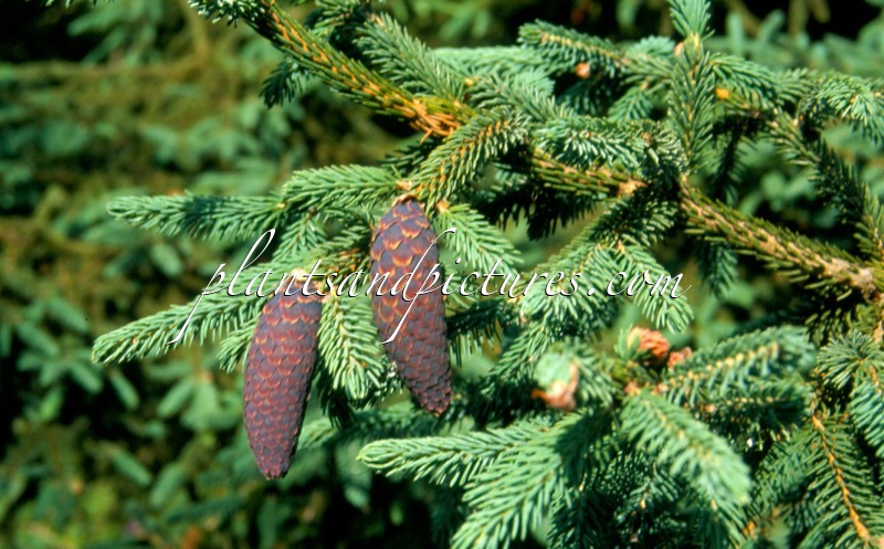 Picea likiangensis var. rubescens