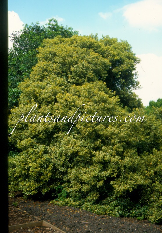 Osmanthus heterophyllus ‘Variegatus’