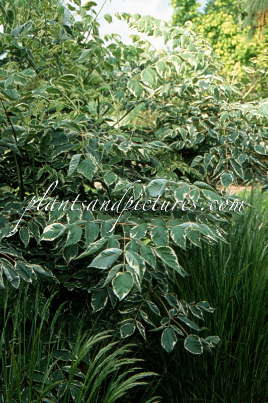 Aralia elata ‘Silver Umbrella’
