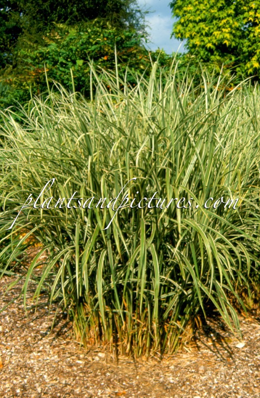 Miscanthus sinensis ‘Variegatus’