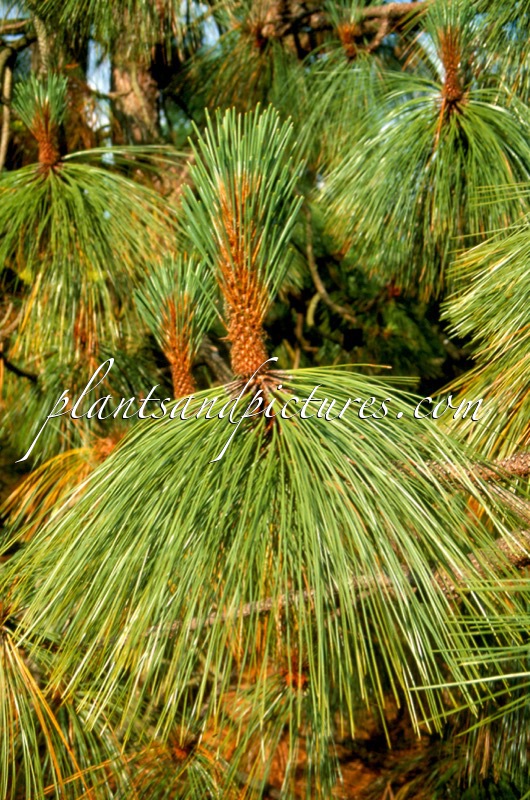Pinus engelmannii