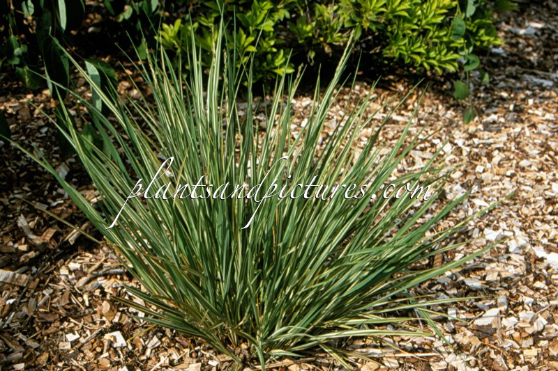 Molinia caerulea ‘Claerwen’