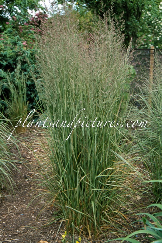 Calamagrostis acutiflora ‘Overdam’