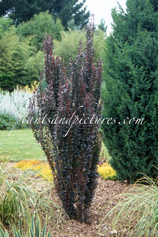 Berberis thunbergii ‘Helmond Pillar’