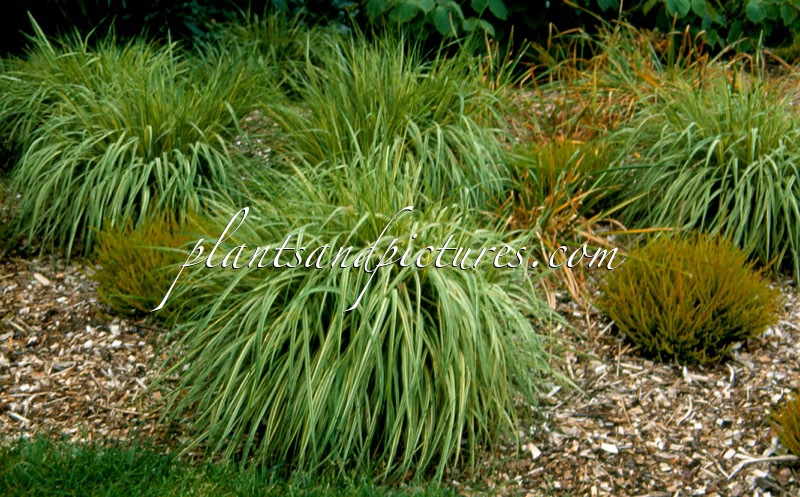 Molinia caerulea ‘Variegata’