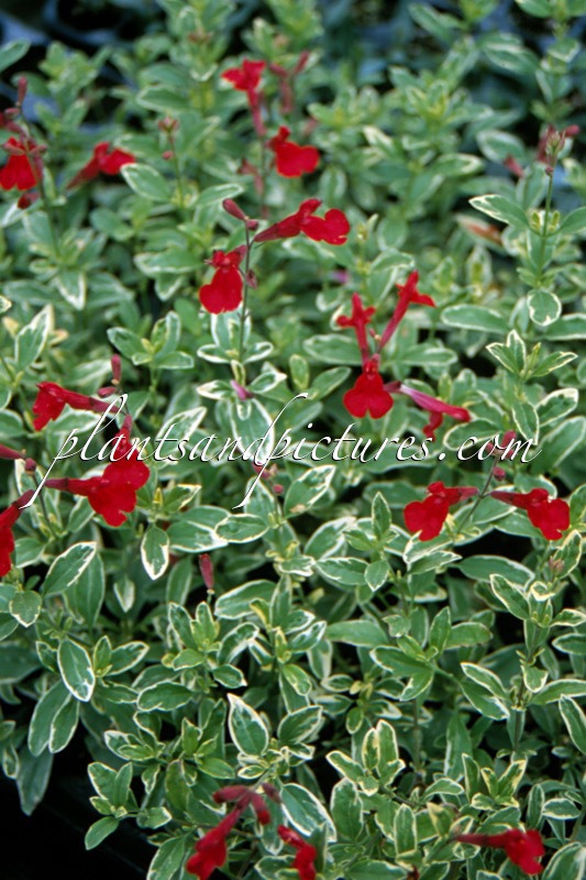 Salvia greggii ‘Caramba’