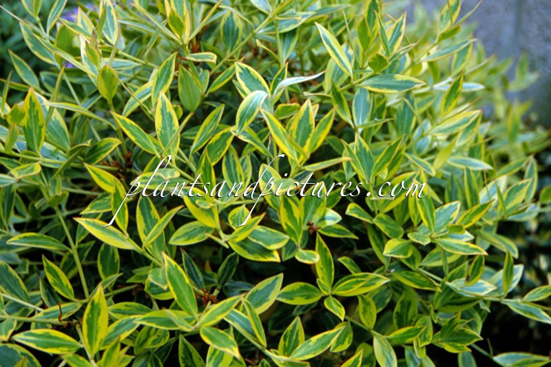 Metrosideros ‘Harlequin’