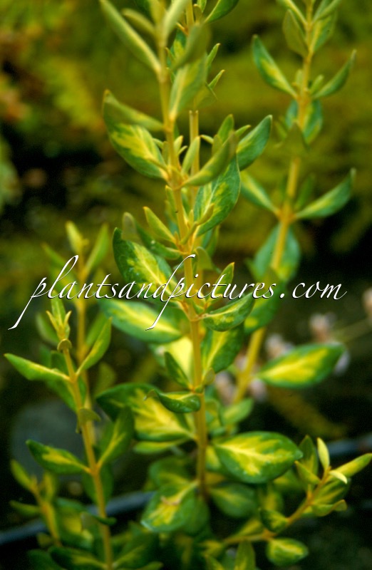 Olearia traversii ‘Tweedledum’