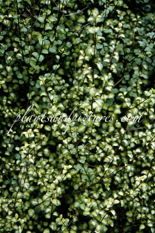 Pittosporum tenuifolium ‘Gold 365’