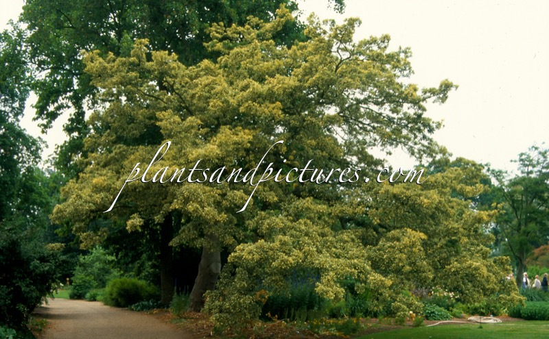 Quercus cerris ‘Argenteovariegata’