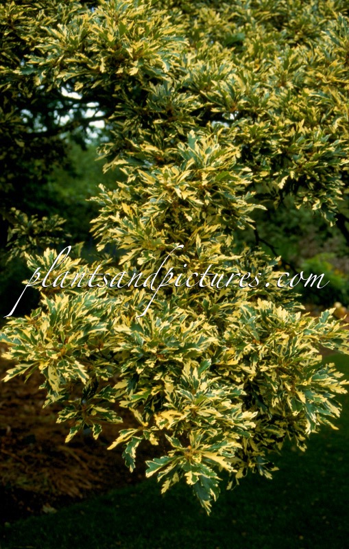 Quercus cerris ‘Argenteovariegata’