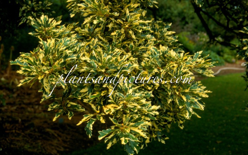 Quercus cerris ‘Argenteovariegata’